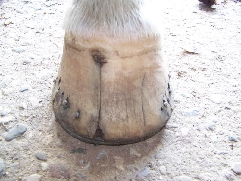 Tell Me About Quarter Cracks The Horse Forum